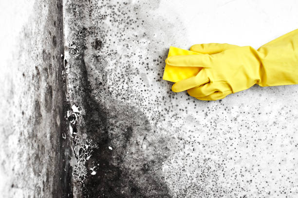 Best Water Damage & Mold Remediation  in Helena West Side, MT